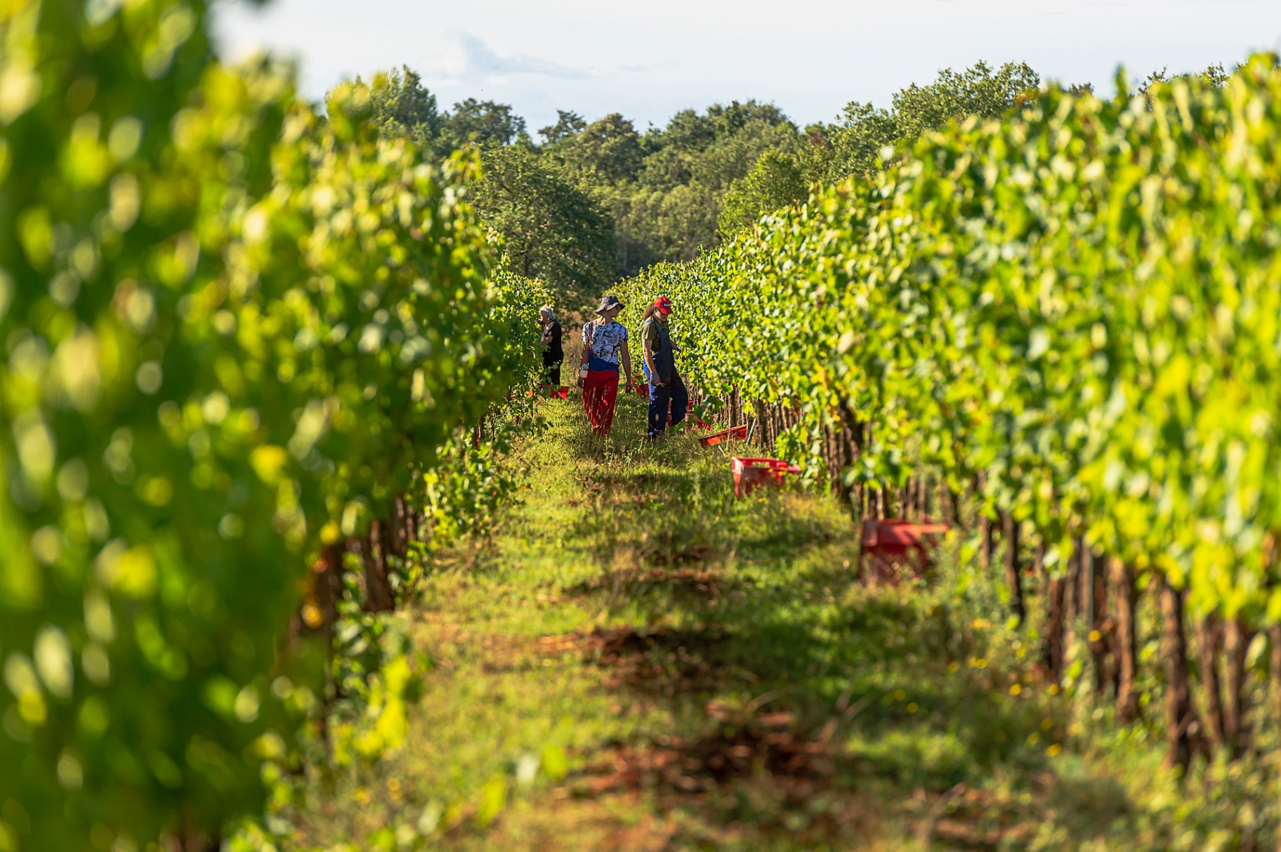 Harvest in vineyard