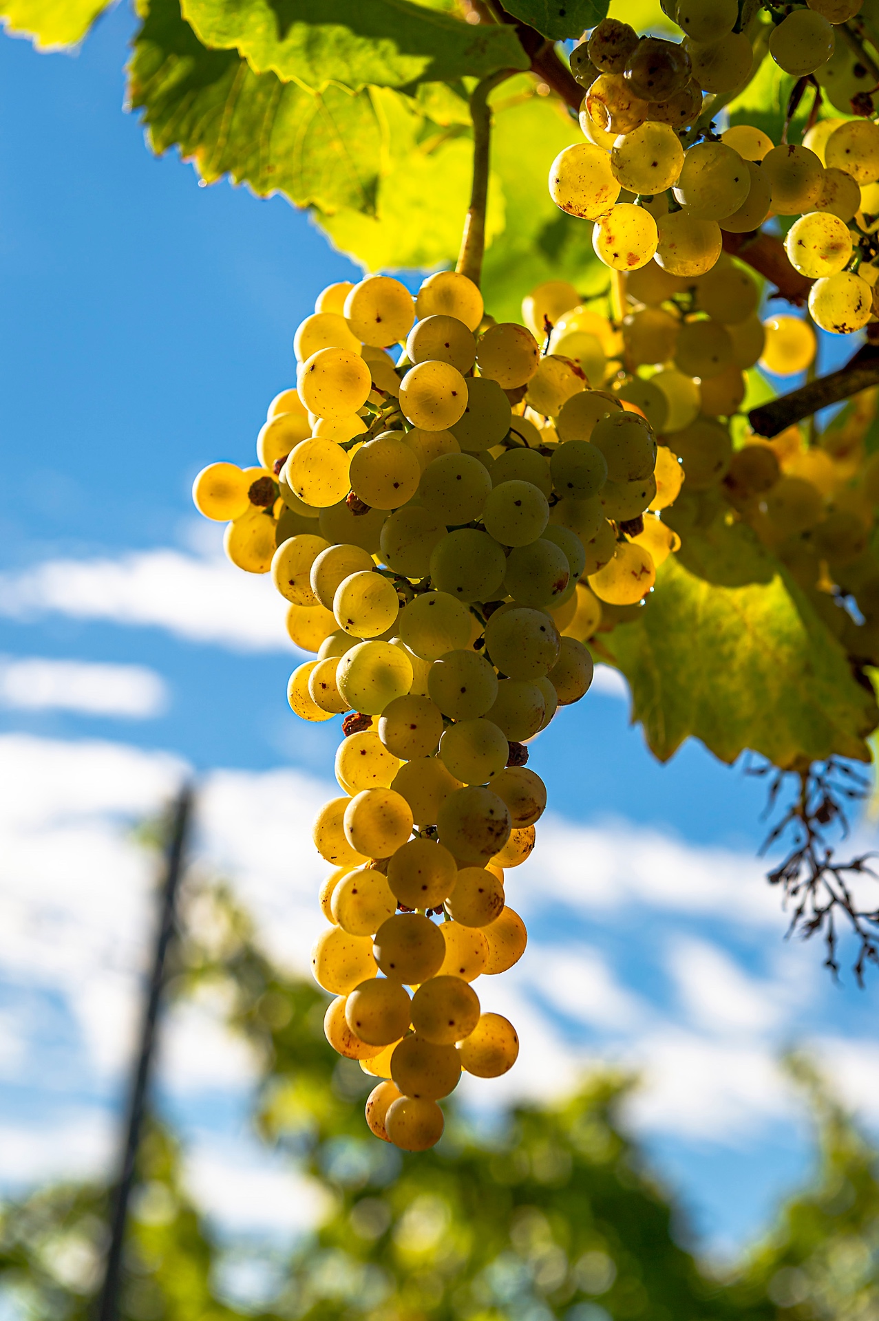 Grožđe iz našeg vinograda